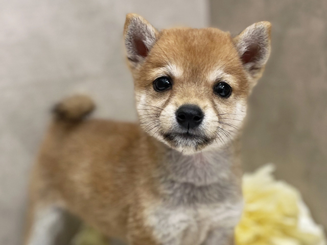 東京都の豆柴 (ペッツファースト池袋店/2025年6月11日生まれ/女の子/赤)の子犬の3枚目の画像