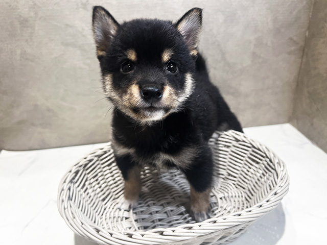 秋田県の豆柴 (ペッツファースト秋田店/2025年6月11日生まれ/男の子/黒)の子犬の1枚目の画像