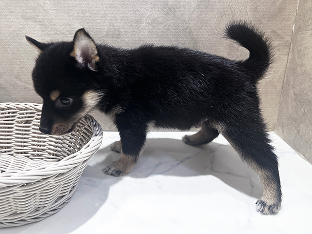 秋田県の豆柴 (ペッツファースト秋田店/2025年6月11日生まれ/男の子/黒)の子犬の2枚目の画像
