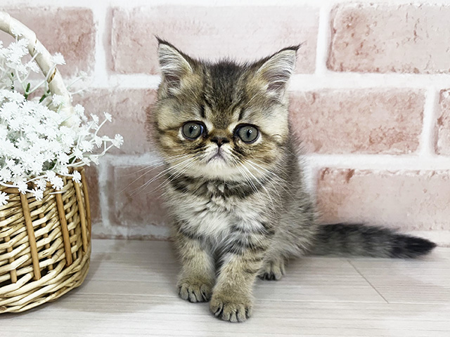 神奈川県のエキゾチックショートヘアー (ペッツファーストfor cats横浜元町店/2025年6月9日生まれ/女の子/ブラウンパッチドタビー)の子猫の1枚目の画像