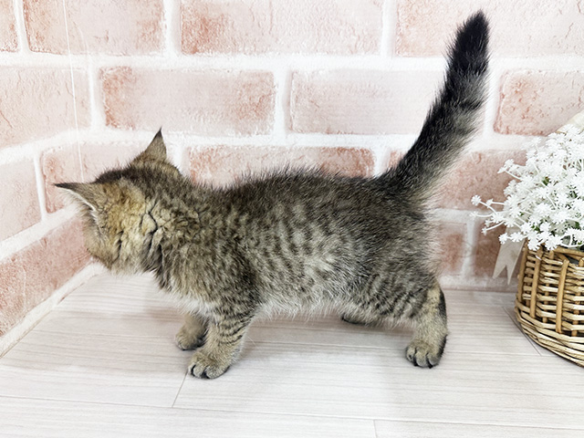神奈川県のエキゾチックショートヘアー (ペッツファーストfor cats横浜元町店/2025年6月9日生まれ/女の子/ブラウンパッチドタビー)の子猫の2枚目の画像