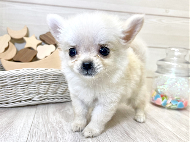 愛知県のチワワ(ロング) (ペッツファースト大高店/2025年6月4日生まれ/男の子/クリーム)の子犬の1枚目の画像