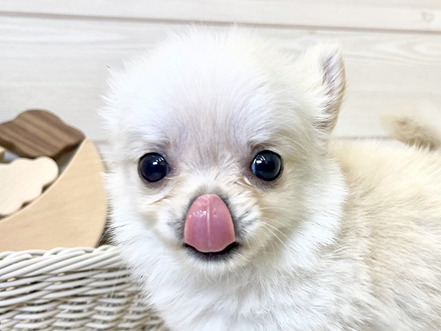 愛知県のチワワ(ロング) (ペッツファースト大高店/2025年6月4日生まれ/男の子/クリーム)の子犬の3枚目の画像