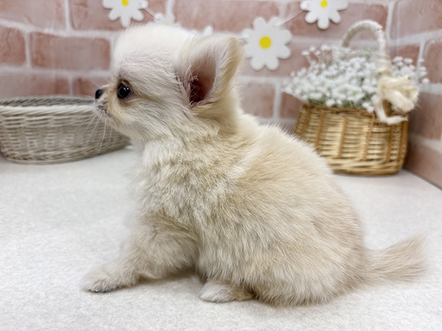 東京都のチワワ(ロング) (ペッツファーストお台場店/2025年6月4日生まれ/男の子/クリーム)の子犬の2枚目の画像