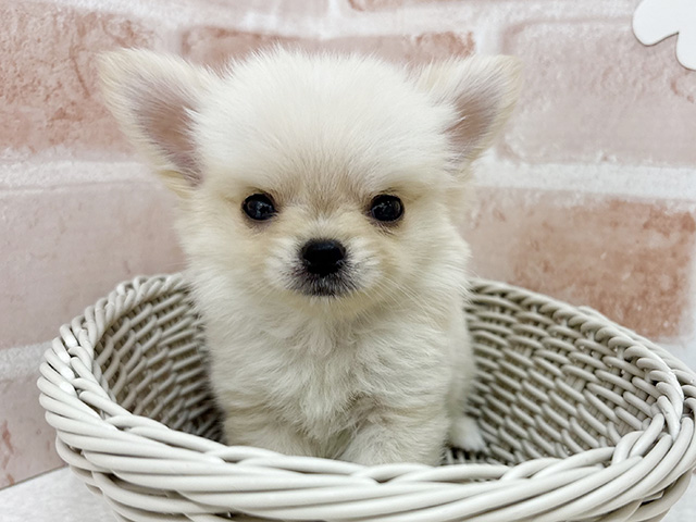東京都のチワワ(ロング) (ペッツファーストお台場店/2025年6月4日生まれ/男の子/クリーム)の子犬の3枚目の画像