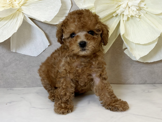 奈良県のタイニープードル (ペッツファースト橿原店/2025年6月11日生まれ/男の子/レッド)の子犬の1枚目の画像