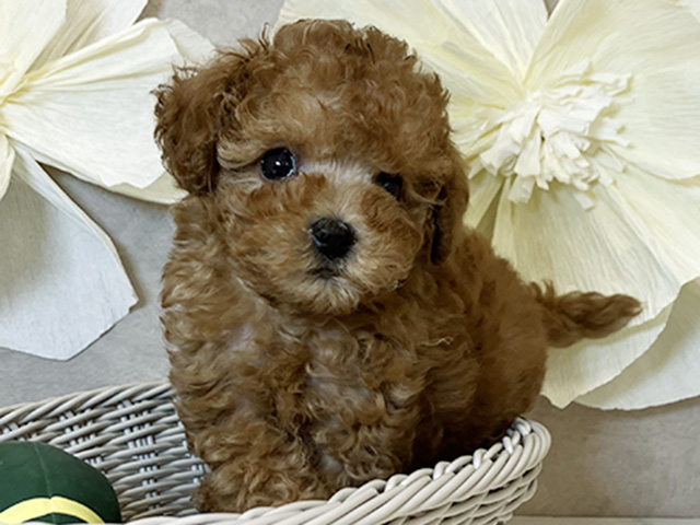 奈良県のタイニープードル (ペッツファースト橿原店/2025年6月11日生まれ/男の子/レッド)の子犬の3枚目の画像