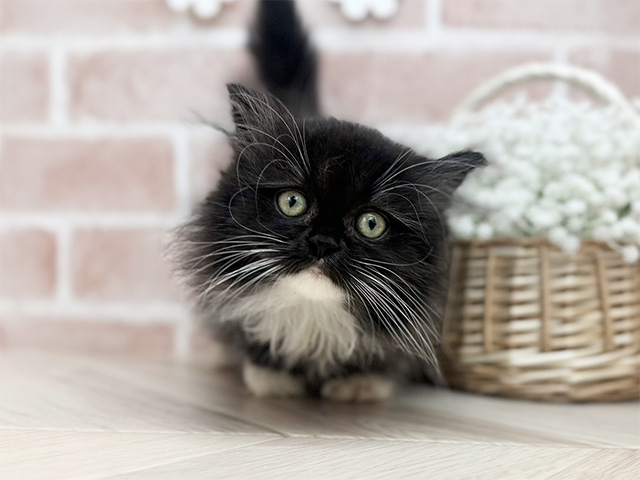 東京都のミヌエット (ペッツファーストfor cats武蔵小山店/2025年6月11日生まれ/男の子/ブラックホワイト)の子猫の1枚目の画像