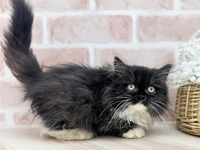 東京都のミヌエット (ペッツファーストfor cats武蔵小山店/2025年6月11日生まれ/男の子/ブラックホワイト)の子猫の2枚目の画像