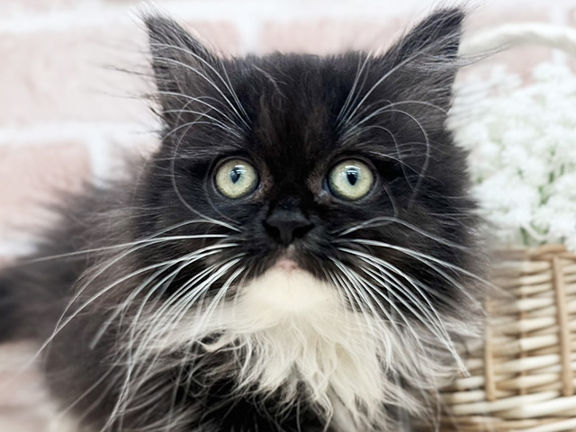 東京都のミヌエット (ペッツファーストfor cats武蔵小山店/2025年6月11日生まれ/男の子/ブラックホワイト)の子猫の3枚目の画像