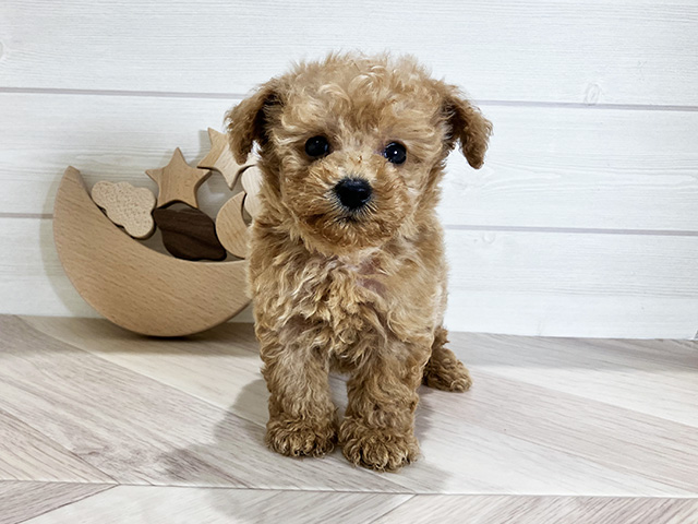 鳥取県のタイニープードル (ペッツファースト日吉津店/2025年6月8日生まれ/男の子/アプリコット)の子犬の1枚目の画像