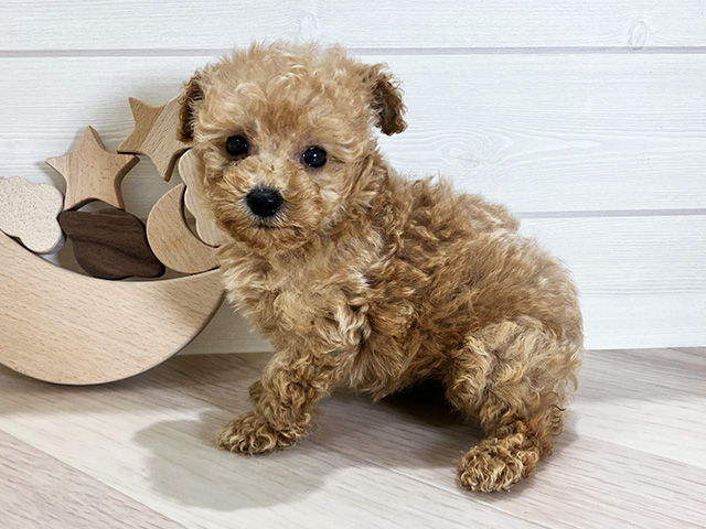 鳥取県のタイニープードル (ペッツファースト日吉津店/2025年6月8日生まれ/男の子/アプリコット)の子犬の2枚目の画像