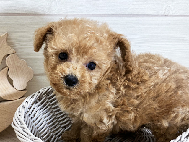 鳥取県のタイニープードル (ペッツファースト日吉津店/2025年6月8日生まれ/男の子/アプリコット)の子犬の3枚目の画像