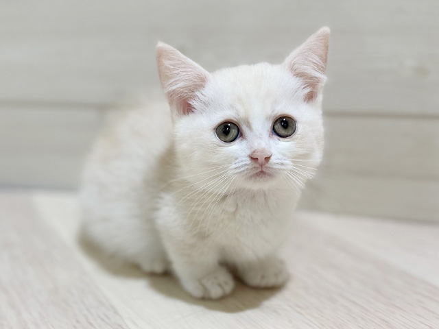 大阪府のマンチカン (ペッツファースト梅田店/2025年6月8日生まれ/男の子/クリームタビー)の子猫の1枚目の画像