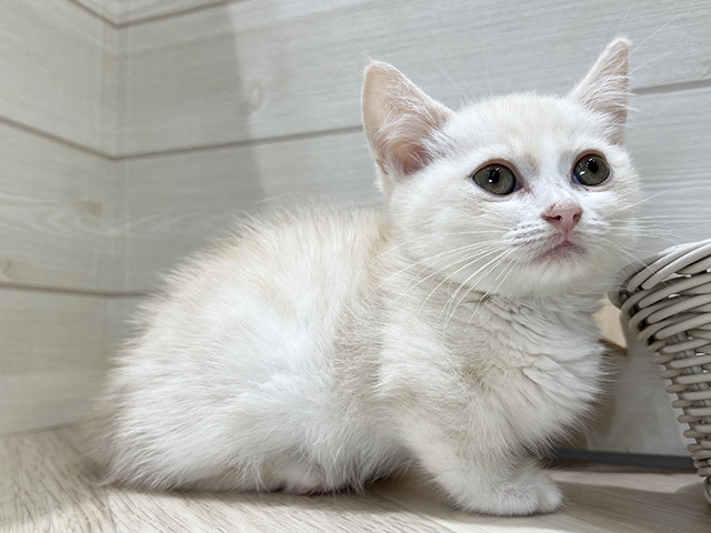 大阪府のマンチカン (ペッツファースト梅田店/2025年6月8日生まれ/男の子/クリームタビー)の子猫の2枚目の画像