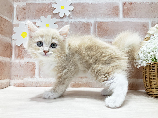 福岡県のサイベリアン (ペッツファースト福津店/2025年6月8日生まれ/男の子/クリームタビー)の子猫の2枚目の画像