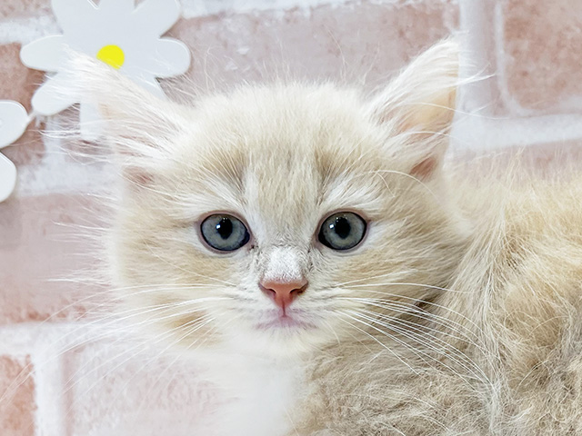 福岡県のサイベリアン (ペッツファースト福津店/2025年6月8日生まれ/男の子/クリームタビー)の子猫の3枚目の画像