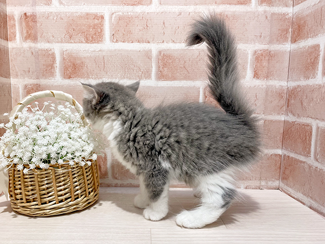 神奈川県のサイベリアン (ペッツファーストfor cats横浜元町店/2025年6月8日生まれ/男の子/ブルータビーホワイト)の子猫の2枚目の画像