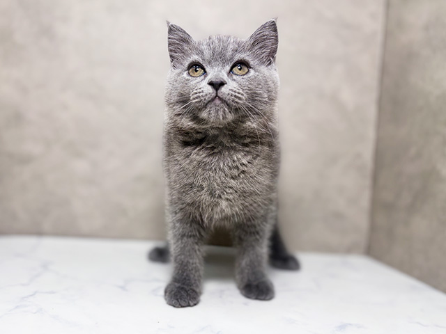 ブリティッシュ