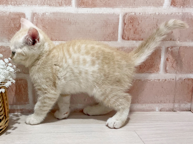 神奈川県のブリティッシュショートヘアー (ペッツファーストfor cats横浜元町店/2025年6月10日生まれ/女の子/クリームタビー)の子猫の2枚目の画像