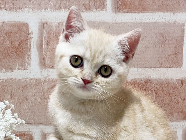 神奈川県のブリティッシュショートヘアー (ペッツファーストfor cats横浜元町店/2025年6月10日生まれ/女の子/クリームタビー)の子猫の3枚目の画像