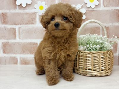 埼玉県のティーカッププードル (ペッツファースト入間店/2025年4月23日生まれ/男の子/レッド)の子犬