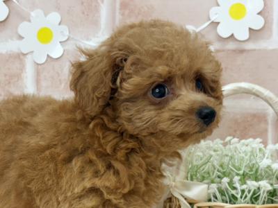 埼玉県のティーカッププードル (ペッツファースト入間店/2025年4月23日生まれ/男の子/レッド)の子犬の3枚目の画像