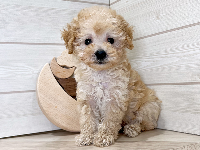 大阪府のタイニープードル (ペッツファースト梅田店/2025年6月12日生まれ/男の子/クリーム)の子犬の1枚目の画像