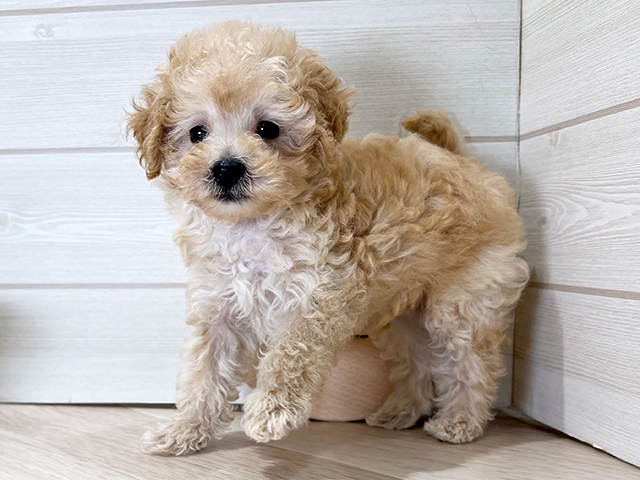 大阪府のタイニープードル (ペッツファースト梅田店/2025年6月12日生まれ/男の子/クリーム)の子犬の2枚目の画像