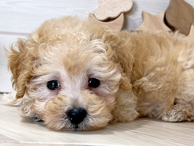大阪府のタイニープードル (ペッツファースト梅田店/2025年6月12日生まれ/男の子/クリーム)の子犬の3枚目の画像