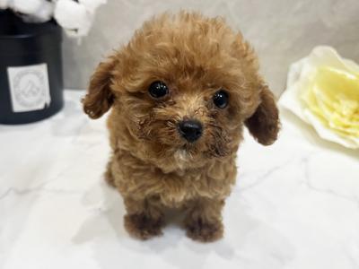 愛知県のトイプードル(トイ) (ペッツファースト名古屋栄店/2025年6月5日生まれ/男の子/レッドフォーン)の子犬の1枚目の画像