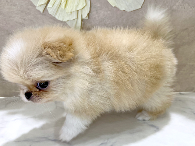 兵庫県のハーフ犬・ミックス犬 (ペッツファースト神戸三宮センター街店/2025年6月14日生まれ/男の子/クリームホワイト)の子犬の2枚目の画像