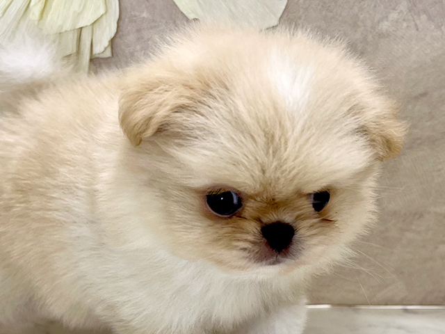 兵庫県のハーフ犬・ミックス犬 (ペッツファースト神戸三宮センター街店/2025年6月14日生まれ/男の子/クリームホワイト)の子犬の3枚目の画像