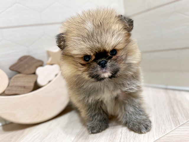 大阪府のハーフ犬・ミックス犬 (ペッツファースト心斎橋本店/2025年6月14日生まれ/男の子/オレンジ)の子犬の1枚目の画像