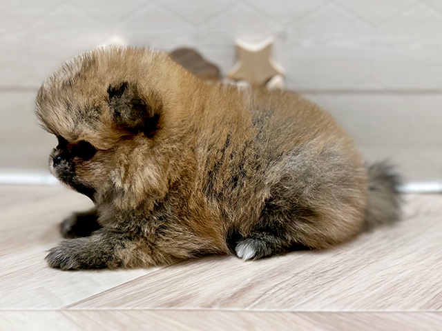 大阪府のハーフ犬・ミックス犬 (ペッツファースト心斎橋本店/2025年6月14日生まれ/男の子/オレンジ)の子犬の2枚目の画像