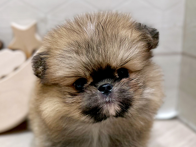 大阪府のハーフ犬・ミックス犬 (ペッツファースト心斎橋本店/2025年6月14日生まれ/男の子/オレンジ)の子犬の3枚目の画像