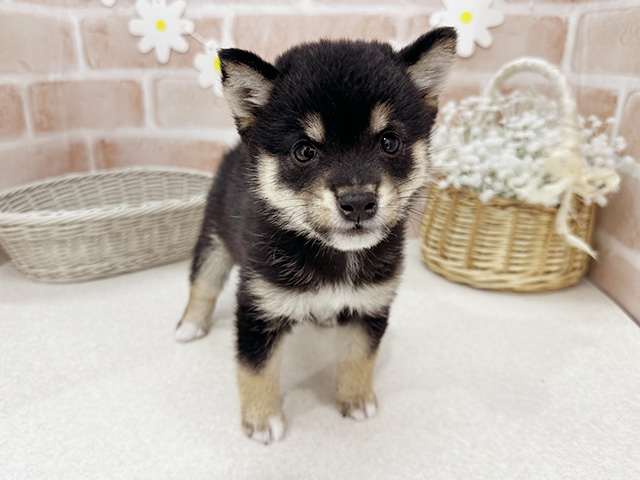 東京都の豆柴 (ペッツファーストお台場店/2025年6月16日生まれ/女の子/黒)の子犬の1枚目の画像