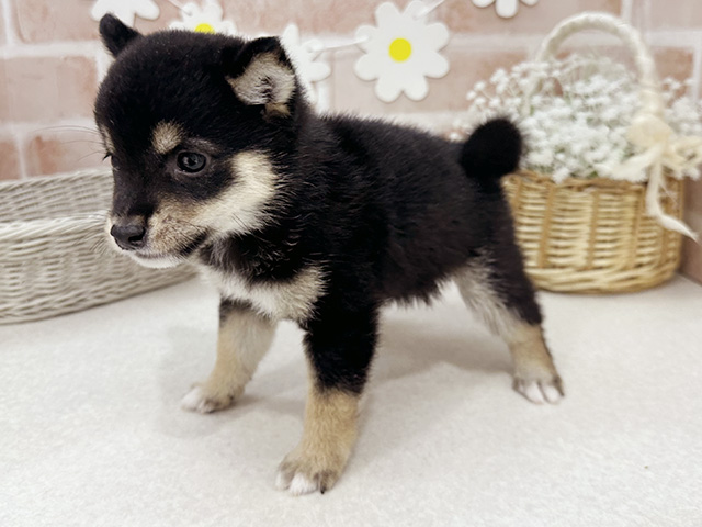 東京都の豆柴 (ペッツファーストお台場店/2025年6月16日生まれ/女の子/黒)の子犬の2枚目の画像