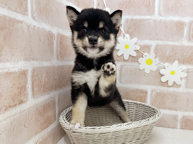 東京都の豆柴 (ペッツファーストお台場店/2025年6月16日生まれ/女の子/黒)の子犬の3枚目の画像
