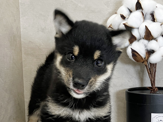 広島県の豆柴 (ペッツファースト広島祇園店/2025年6月16日生まれ/男の子/黒)の子犬の3枚目の画像