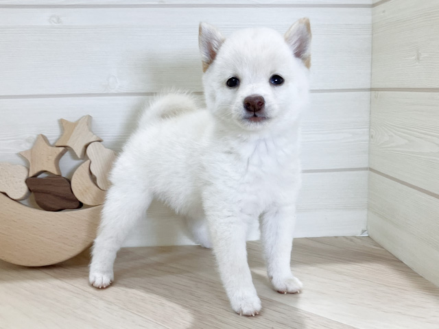 鳥取県の豆柴 (ペッツファースト日吉津店/2025年6月16日生まれ/女の子/白)の子犬の2枚目の画像