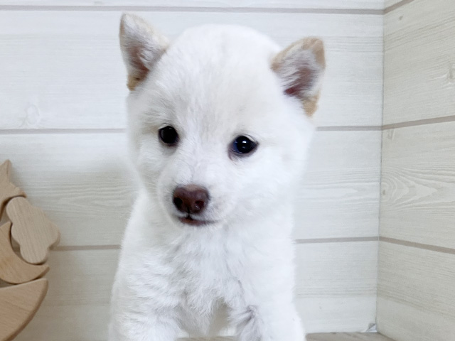 鳥取県の豆柴 (ペッツファースト日吉津店/2025年6月16日生まれ/女の子/白)の子犬の3枚目の画像
