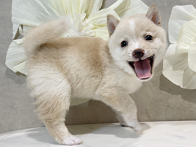 東京都の豆柴 (ペッツファースト原宿店/2025年6月16日生まれ/男の子/白)の子犬の2枚目の画像