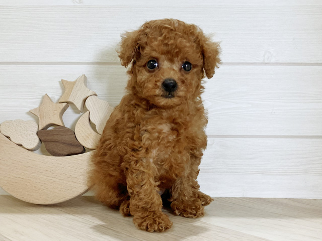 鳥取県のトイプードル(トイ) (ペッツファースト日吉津店/2025年6月16日生まれ/女の子/レッド)の子犬の1枚目の画像