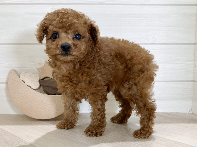 鳥取県のトイプードル(トイ) (ペッツファースト日吉津店/2025年6月16日生まれ/女の子/レッド)の子犬の2枚目の画像
