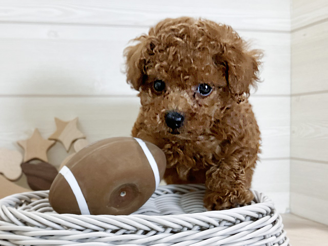鳥取県のトイプードル(トイ) (ペッツファースト日吉津店/2025年6月16日生まれ/女の子/レッド)の子犬の3枚目の画像