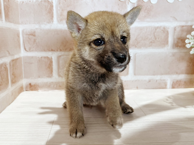 岡山県の豆柴 (ペッツファースト倉敷店/2025年6月16日生まれ/男の子/赤)の子犬の1枚目の画像