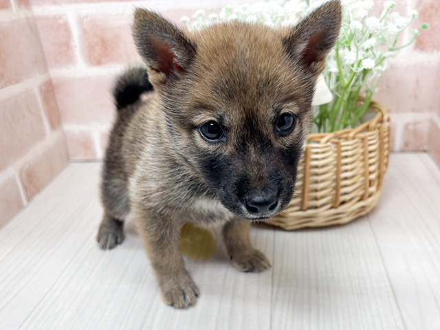 埼玉県の豆柴 (ペッツファースト川越店/2025年6月16日生まれ/男の子/赤)の子犬の1枚目の画像