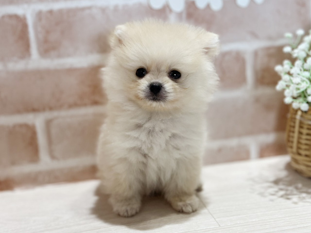 岡山県のポメラニアン (ペッツファースト倉敷店/2025年6月6日生まれ/男の子/クリーム)の子犬の1枚目の画像