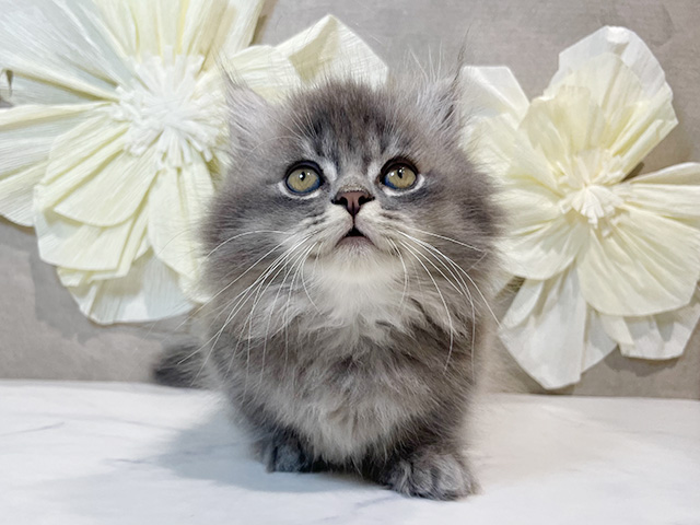 東京都のミヌエット (ペッツファースト原宿店/2025年6月16日生まれ/男の子/ブルータビー)の子猫の1枚目の画像